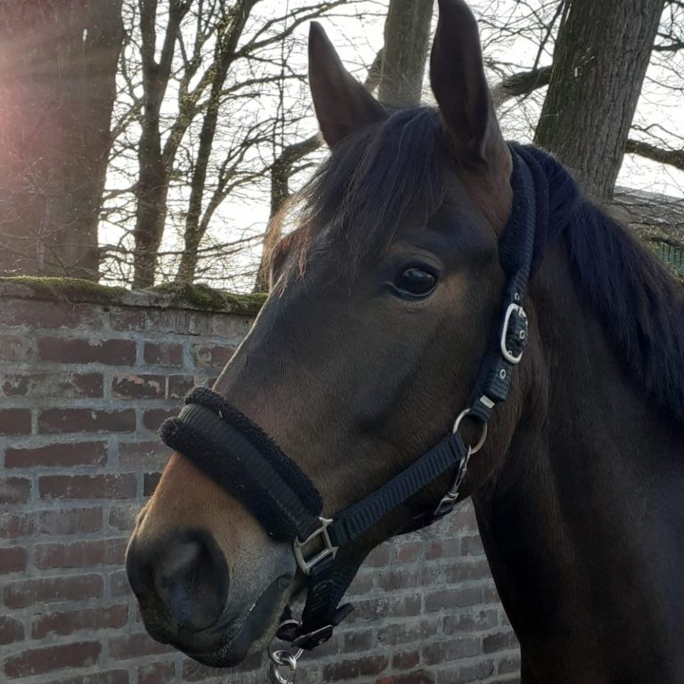 Pferd streckt Zunge raus