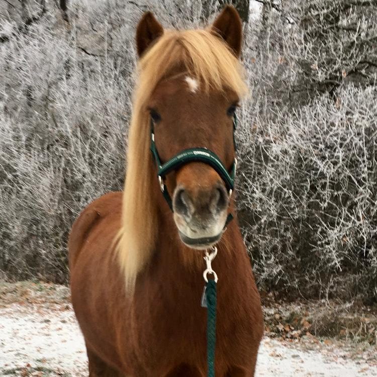 süßer Isländer in Lüdinghausen