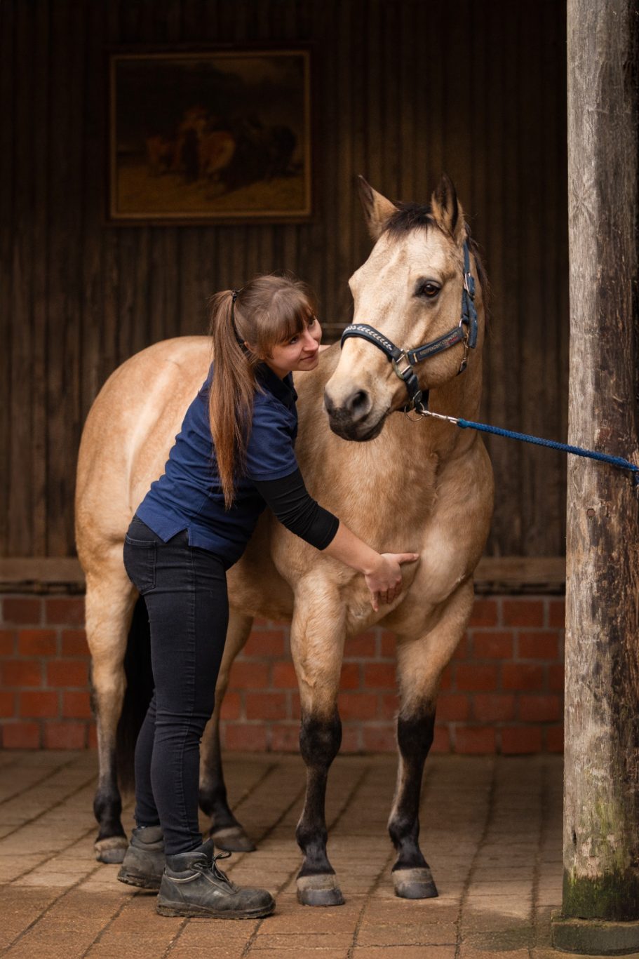 Massage Brustmuskulatur beim Pferd