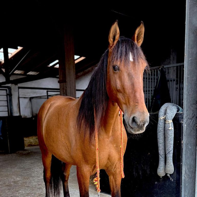 Pferd in Stallgasse in Hilden