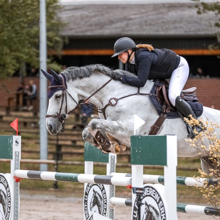 Pferd schaut in die Sonne