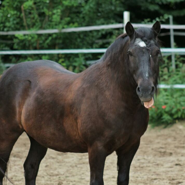 Pferd streckt Zunge raus