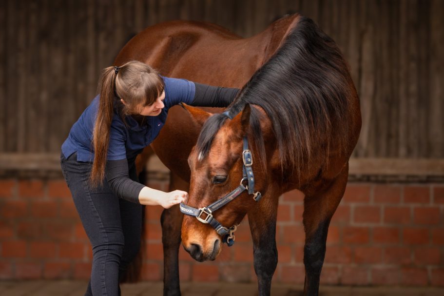 Physiotherapeutin testen die Beweglichkeit der Halswirbel des Pferdes und biegt das Pferd zur rechten Seite