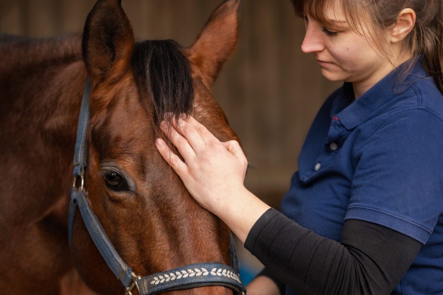 ruhige Atmosphäre, die Hand der Physiotherapeutin liegt auf der Stirn des Pferdes