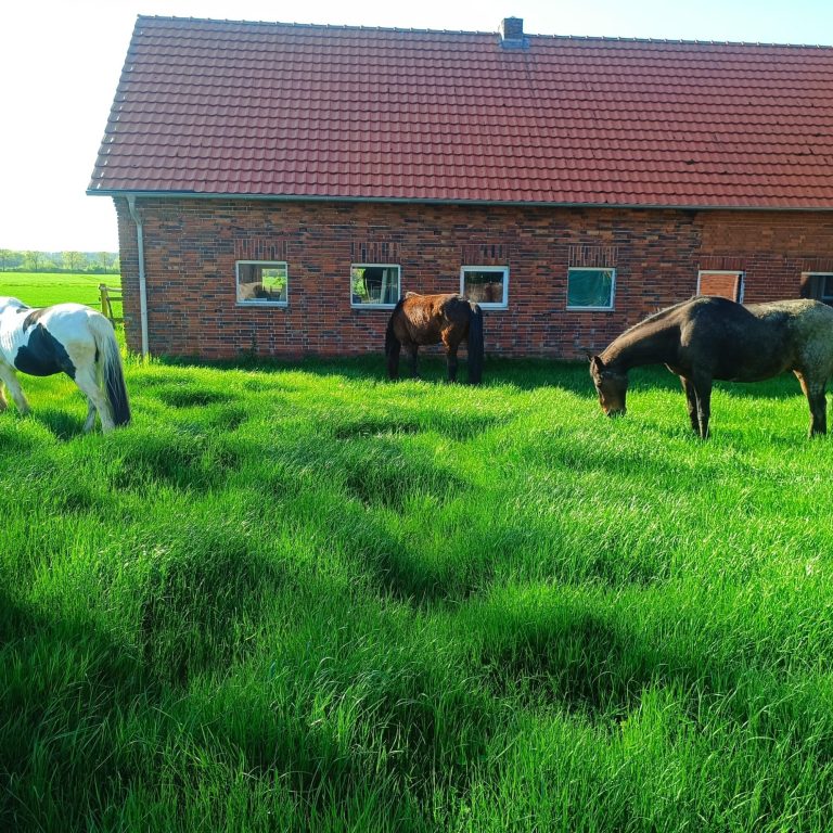 Pferd streckt Zunge raus