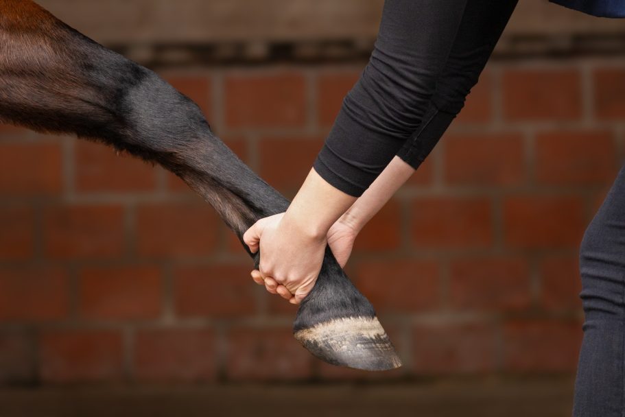 Physiotherapeutin dehnt die Muskeln und Sehnen des Pferdebeins