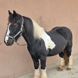 Pferdephysiotherapie an Tinker in Hilden