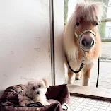 Pferd schaut in die Sonne